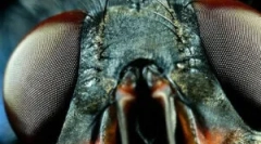 Strukturu očiju i viziju muva