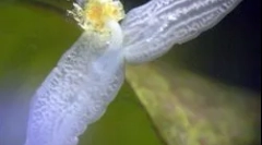 Struktura i karakteristike planarij