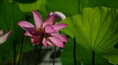 Struktura biljaka. Definicije i pojmovi