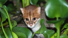 Sumatran mačka: minijaturna tajlandska ljepota