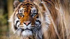 Sumatran tigar