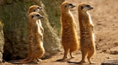 Meerkat (foto): smiješan sat, koji je uvijek uzbuđen