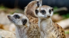 Meerkaty
