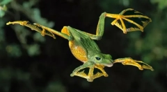 Postoje li leteće žabe?