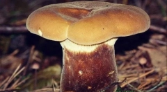 Svinjetina debela