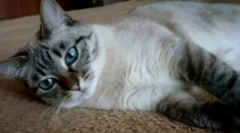 Tajlandske mačke u boji tabby bod