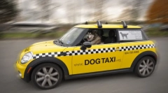 Pet taxi: karakteristike i pravila prijevoza