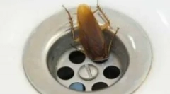 Žohari u kupaonici i wc-u
