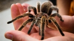 Tarantula