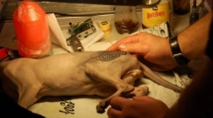 Tetovaža za mačku ili okrutna moda za životinje