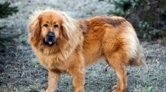 Tibetan mastiff