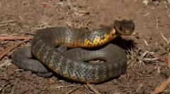 Tigra zmija