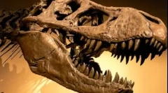 Tyrannosaur