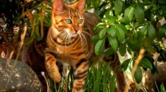 Toyer cat (foto): dobrodušan temperament u divljoj boji