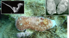 Top 10: fitness životinjskih svjetskih genitalija