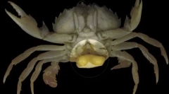 Top 10: makroparaziti