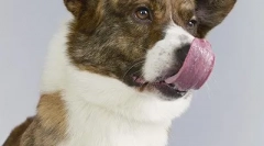 Top 10: najviše nestaju pasmine pasa u velikoj britaniji (20 fotografija)