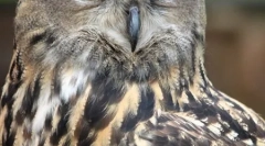 Top 10 najopasnijih grabljivica ptica (21 fotografije)