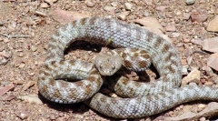 Top 10 najopasnijih zmija svijeta