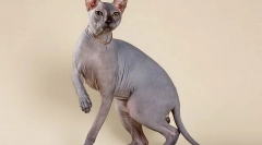 Top 10 najpopularnijih pasmina mačaka