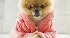 Top 10 najpopularnijih pasa u instagramu