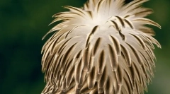 Top 10 najprirodnijih i ugroženijih ptica na planeti