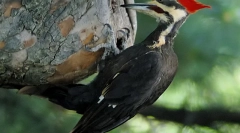 Top 7 životinja sa najdužim jezicima