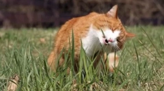 Trava za mačke: rasti kod kuće