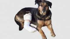 Ozljede mišića, tetive i ligamenti