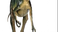Troodon