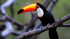 Toucan (fotografija): kljunu se ne događa mnogo, to je ptica upečatljiva!