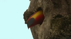 Toucan - egzotična ptica sa ogromnim kljunom