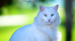 Turska angora (foto): grace, uživo i energija u jednom setu