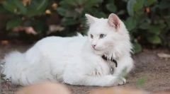 Turska angora