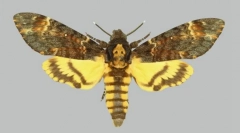 Kakux leptiri na stražnjem crtežu u obliku lobanje?