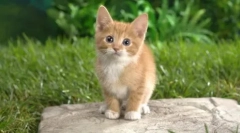 Killer blista: dronalni za mačke