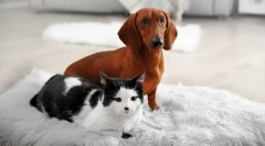 Čišćenje stan pets-a