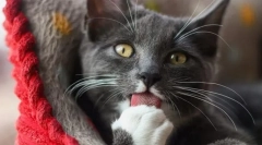 Naučite mačji jezik