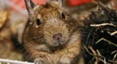 Njega i održavanje čileanskog proteina degu