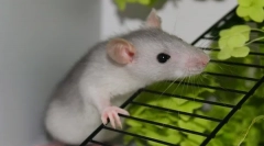 Njega i održavanje domaćih dekorativnih štakora