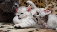 Nesreća cat i kittens