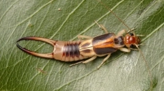 Ukhurktki