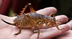 Zapadni gigant