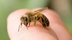 Bee ujed