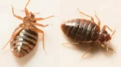 Slijepi ujedi na djetetovom tijelu