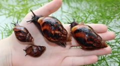 Akhatina puževi nego korisni i kakvu štetu čovjeku