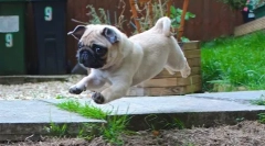 Ups, pug: najsmješnija fotografija i video