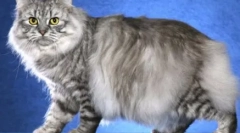 Brkovine pruge: domaće mačke sa tabby bojom