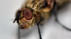 Eliminacija edema i svrbeža nakon ujeda srednjeg