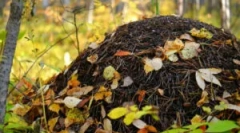 Uređaj i poljoprivreda